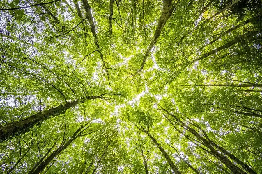 Green forest canopy — long-term environmental view